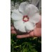 Гибискус сирийский Ред Харт (Hibiscus syriacus Red Heart)